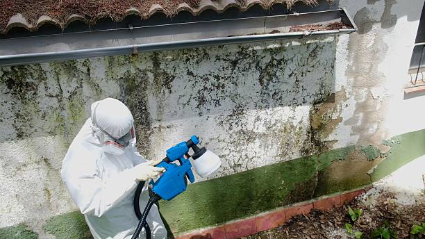Top rated local Crawl Space Mold Remediation specialists in Toddville, MD